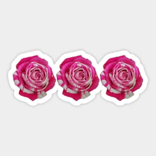 Three Pink and White Roses Floral Photo Sticker